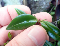 Veronica bishopiana