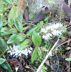 Veronica bishopiana