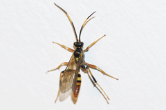 Polytribax contiguus