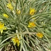 Pseudopodospermum molle - Photo (c) דבורה שיצר, some rights reserved (CC BY-NC), uploaded by דבורה שיצר