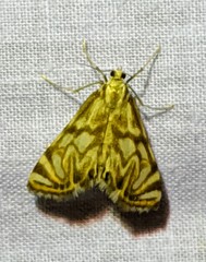 Neocataclysta magnificalis