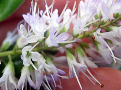 Veronica bishopiana