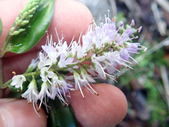Veronica bishopiana