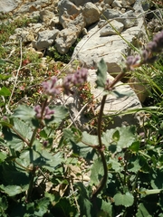 Nepeta cilicia