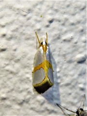 Vaxi auratellus