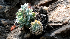 Echeveria simulans
