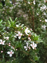 Cyanothamnus anemonifolius