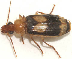 Amblytelus