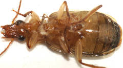 Amblytelus