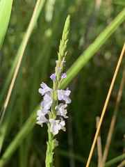 Verbena simplex