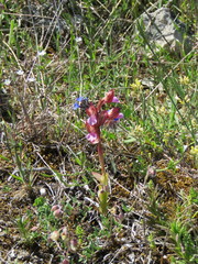 Anacamptis papilionacea