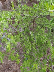 Forestiera angustifolia