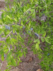 Forestiera angustifolia