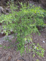 Forestiera angustifolia