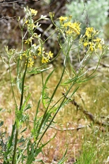 Crepis atribarba