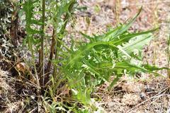 Crepis atribarba