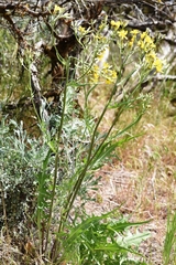 Crepis atribarba