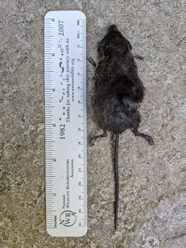 Eastern Water Shrew