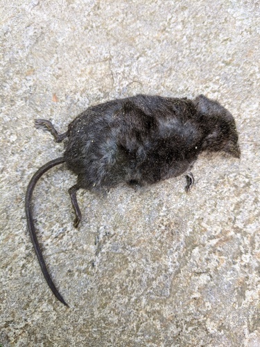 Eastern Water Shrew