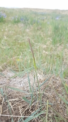 Hordeum brevisubulatum