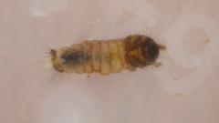 Glossosoma