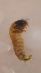 Glossosoma