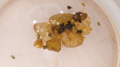 Glossosoma