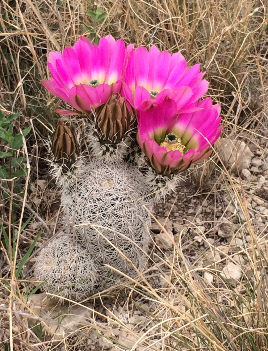 Echinocereus pectinatus ssp. wenigeri