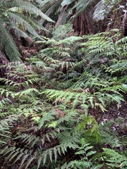 Pteris epaleata