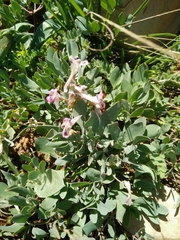 Corydalis triternata