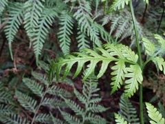 Pteris epaleata