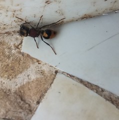 Pertyella salutatrix