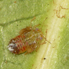 Cacopsylla fatsiae