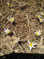 Romulea nivalis