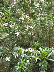 Cyanothamnus anemonifolius