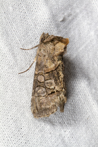 Spectacled Nettle Moth photo 4