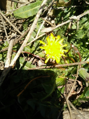 Taraxacum denudatum iNat (2)