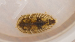 Ectopria nervosa