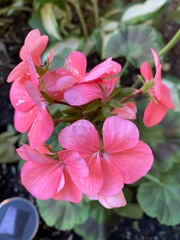 Pelargonium × hybridum