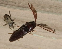 Dicrepidius palmatus