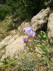 Iris mesopotamica