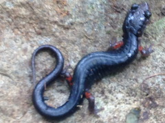 Plethodon shermani