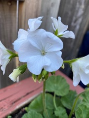 Pelargonium × hybridum