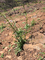 Neogaerrhinum strictum