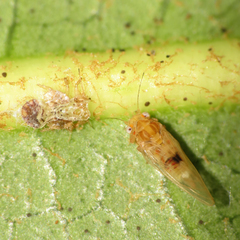 Cacopsylla fatsiae