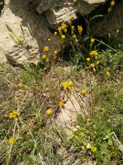 Crepis hierosolymitana