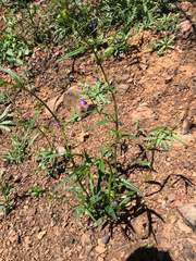 Neogaerrhinum strictum