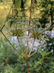 Clematis viorna