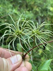 Clematis viorna