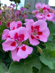 Pelargonium × hybridum